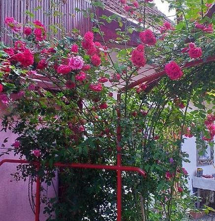 Casa Boierului Imbri Villa Cîrţişoara Buitenkant foto