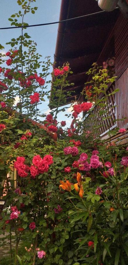 Casa Boierului Imbri Villa Cîrţişoara Buitenkant foto