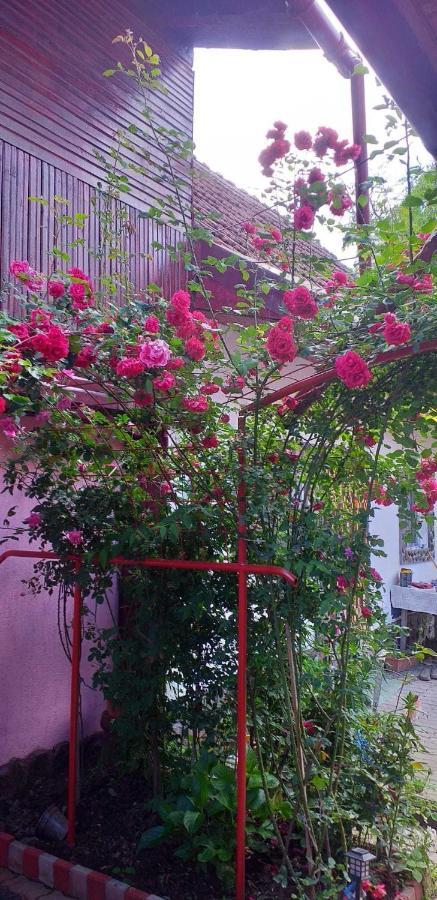 Casa Boierului Imbri Villa Cîrţişoara Buitenkant foto